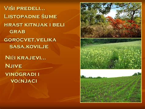 Nacionalni Park Fruška Gora презентация онлайн