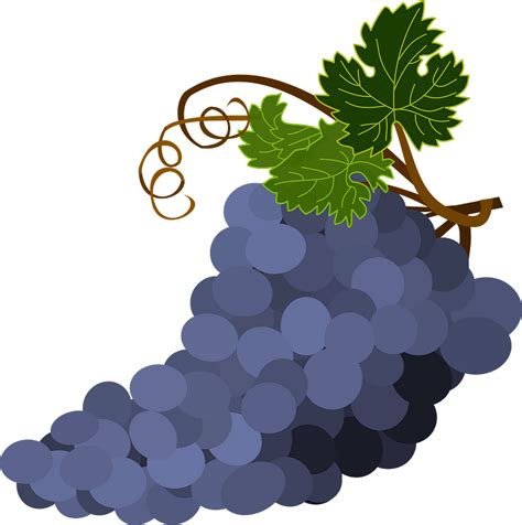 Bunch Of Purple Grapes Clipart Free Download Transparent Png Creazilla