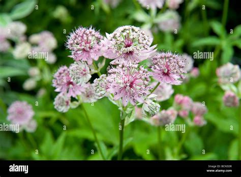 Scabiosa Lucida Pale Lilac Flowerheads On Long Stems Stock Photo Alamy