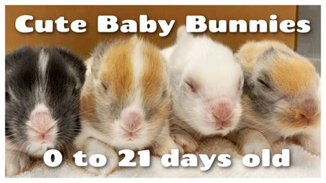 Cute Baby Bunnies Newborn To 21 Days Old Youtube