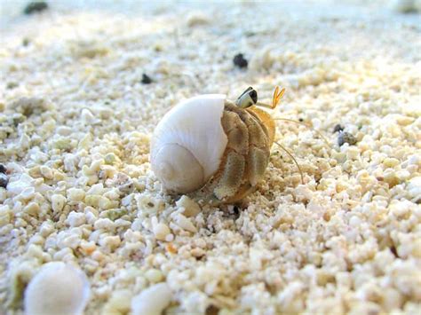 Hermit Crab Animal Facts Paguroidea Az Animals