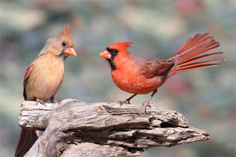 Photography Art And Collectibles Spring Male Northern Cardinal Ready To