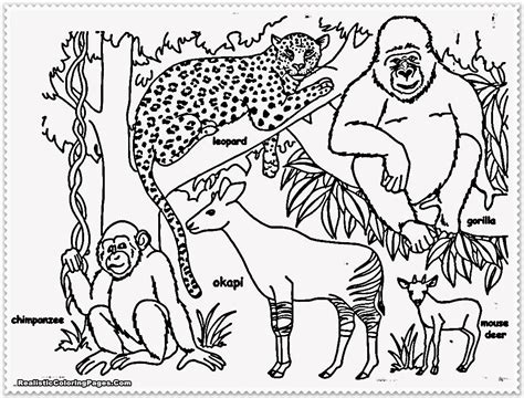 Kbrguru Tropical Rainforest Animal Coloring Pages