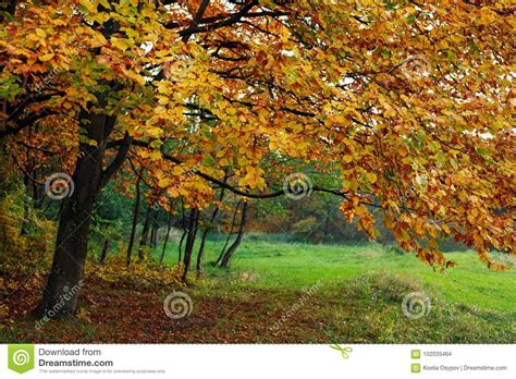Fall Background Yellowing Foliage Of Autumn Trees In Woods Stock Photo