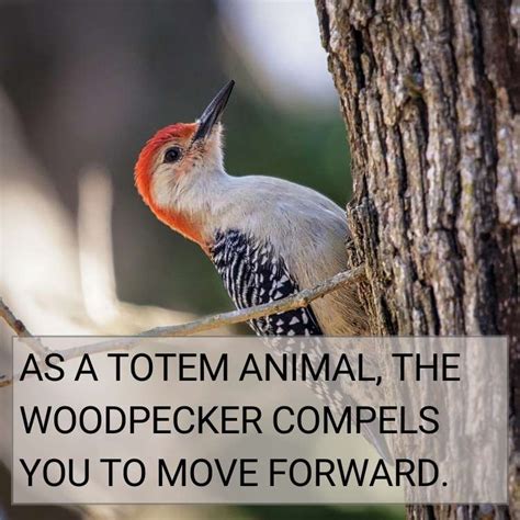 Woodpecker Symbolism And Spiritual Meaning Revealing The Mystery