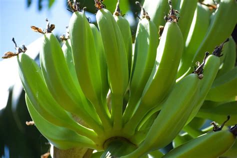 Nendran Banana Production In India Cultivation Practices And Farming