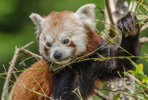 Red Panda Grasping Photograph By Greg Nyquist Pixels