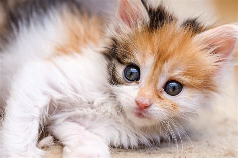 15 Cat Photography Tips 11 Cute Photoshoot Ideas