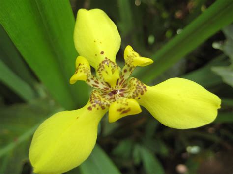 Tropical Rainforest Plants List