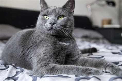 Russian Blue Cat Breed Profile Traits Personality Faqs Care