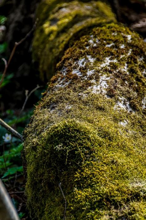 Moss Covered Fallen Tree Stock Image Image Of Bark 145882949