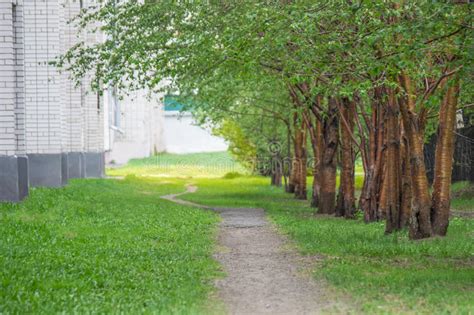 Empty Pathway Along Old Green Trees In A City Alley Stock Image Image