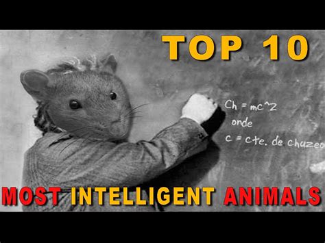 Top 10 Most Intelligent Animals In The World Animals Animals Of The