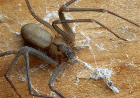 Brown Recluse Spider Bite The Ultimate Guide Treatment And Diagnosis