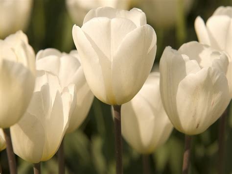 Wallpaper White Tulips Background Tulips Flower