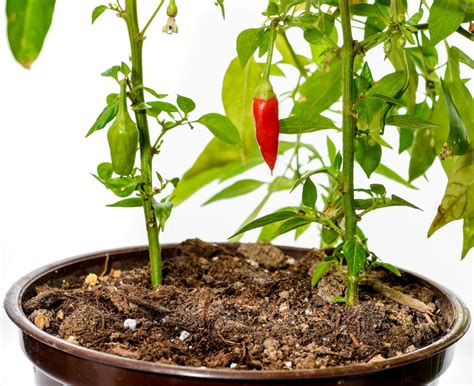 Growing Hot Peppers In Pots Gardeneco