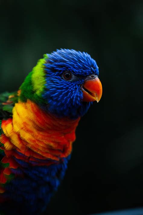Close Up Of Colorful Parrot · Free Stock Photo