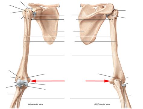Skeletal Anatomy of Humerus Flashcards by ProProfs