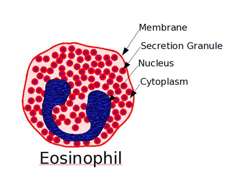 Estructura De Un Eosinófilo Sistema Inmune Cardiología Celulas