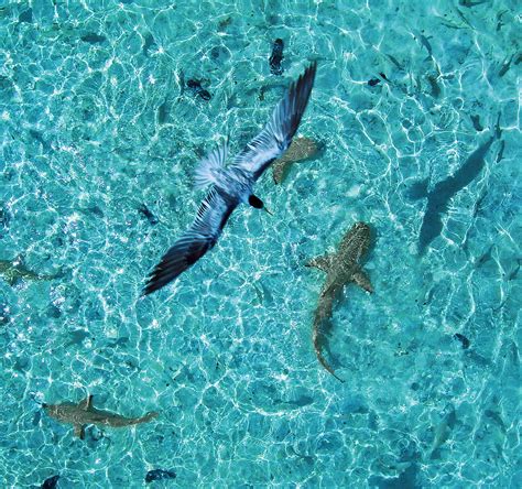 Kap In Blue Lagoon Shark And Seagull Feeding The Blue Flickr