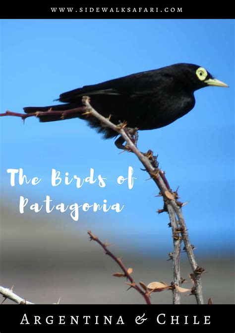 8 Amazing Places To See The Best Birds Of Patagonia Patagonia