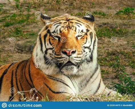 Tired Bengal Tiger Stock Image Image Of Threatened 253914975