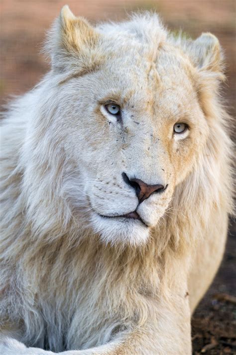 Magicalnaturetour Melancholic And Pretty White Lion By Tambako The