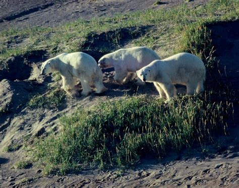 Ministry Recognized For Polar Bear Provincial Park Radar Site Cleanup