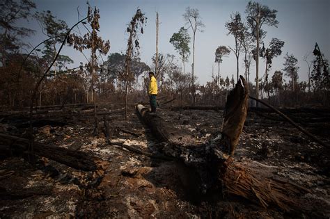 Record Levels Of Deforestation In Brazilian Amazon Continue