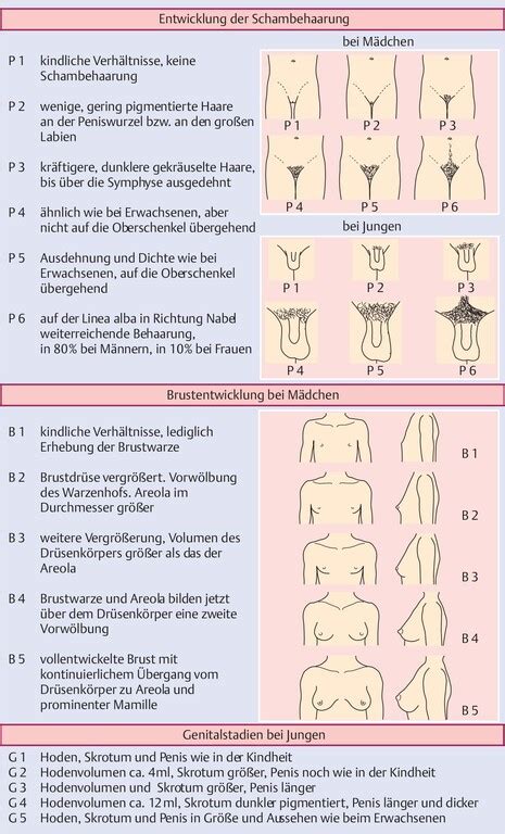 Ich muss nächste woche zur j2 untersuchung gehen und ich wollte fragen, wie sie abläuft und was ihr. Geschlechtsentwicklung - eRef, Thieme