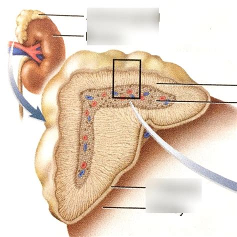 adrenal gland diagram quizlet