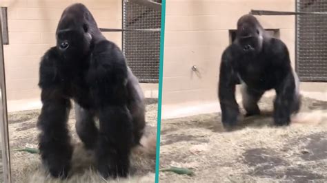 Woman Freaked Out By Gorillas Smooth Entrance At Zoo Access