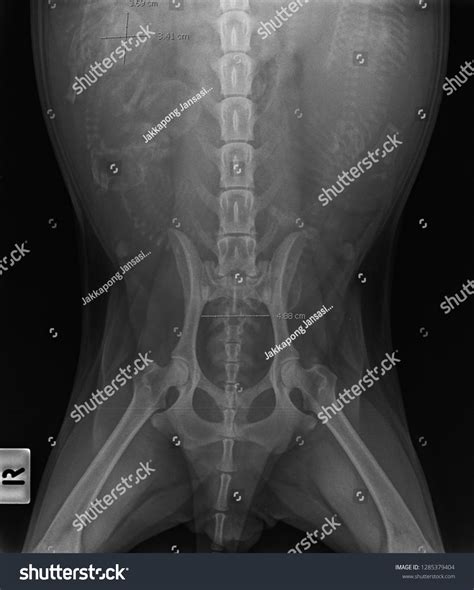 X Ray Pregnant Dog Front View Stock Photo 1285379404 Shutterstock