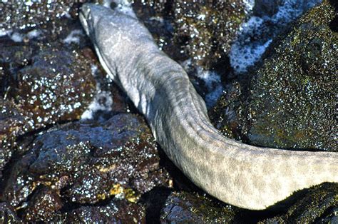 Puhiuha White Moray Eel Photograph By Lehua Pekelo Stearns Fine Art