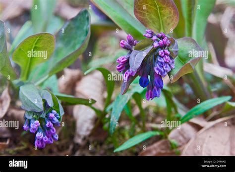 Virginia Bluebells Mertensia Virginica Stock Photo Alamy