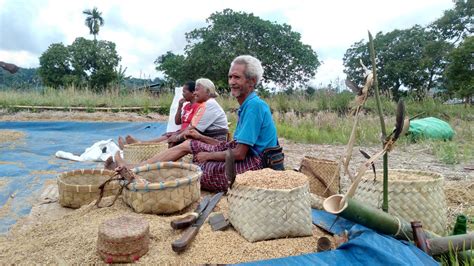 Ritual Rik Ekok Tradisi Ungkapan Syukur Etnis Desa Boru Dan Boru