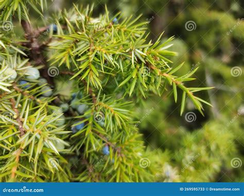 Juniper Tree Branch Background With Juniper Branches Grow Close Up