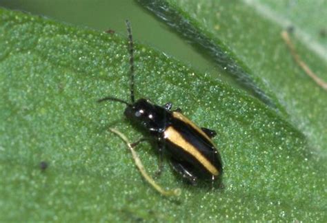 Black Beetle With 2 Yellow Stripes Systena Bugguidenet
