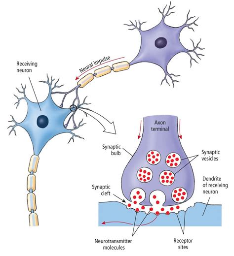 In The Nervous System What Is The Function Of The Synapse Socratic