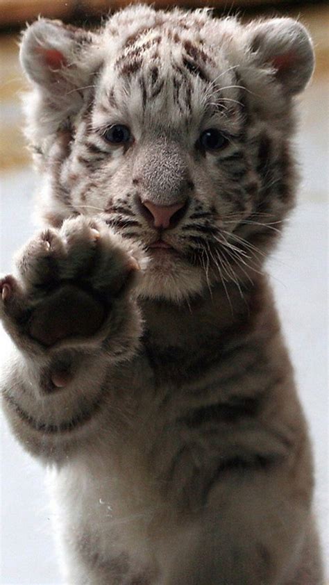 Cute Baby White Tigers Wallpapers Ntbeamng