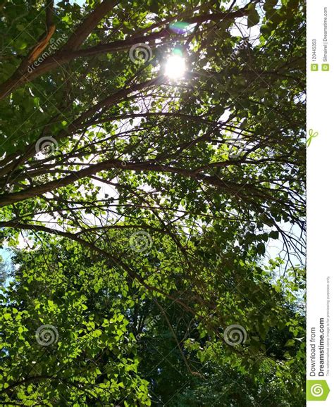 Summer Nature Green Tree Foliage Branch View Park Outdoor Photo Stock