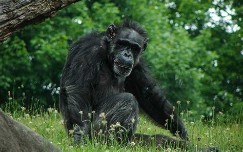 Chimpanzee Evolution Chimpanzee Facts And Information