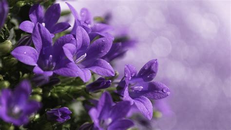61 Purple Flower Backgrounds On Wallpapersafari