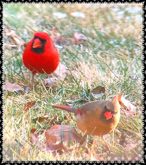 I Was Fortunate To Capture These Two Cardinals Together Bird