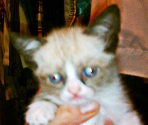 Tartar Sauce As A Kitten Grumpy Face Grumpy Cat Humor Cat Memes