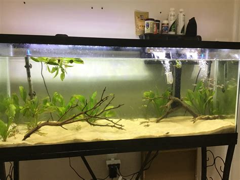 55 Gallon Planted Tank Journal And Axolotl Tank Build Tropical Fish