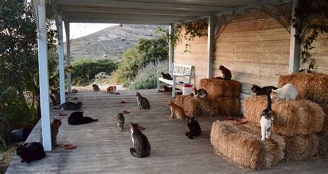 Cat Sanctuary On Greek Island Syros Seeks Caretaker For 55 Cats