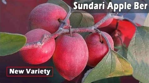 Full Sun Exposure Red Kashmiri Apple Ber For Fruits At Rs 60piece In Sawai Madhopur