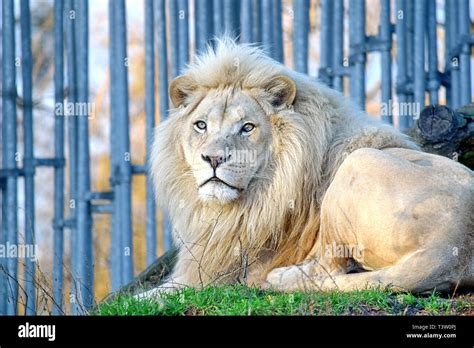 White Lion Panthera Leo Krugeri Lying On Grass Portrait Stock Photo Alamy