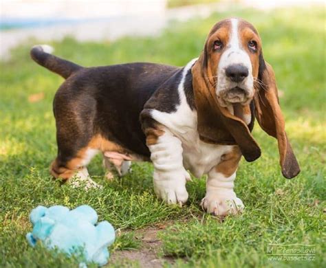 All The Colors And Markings Of Basset Hound With Pictures